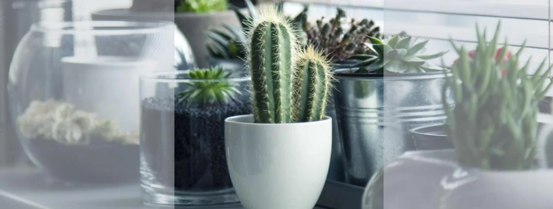 potted-cactus